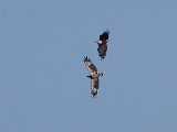 ma en kind  Fish eagle and young one play in air : frieda